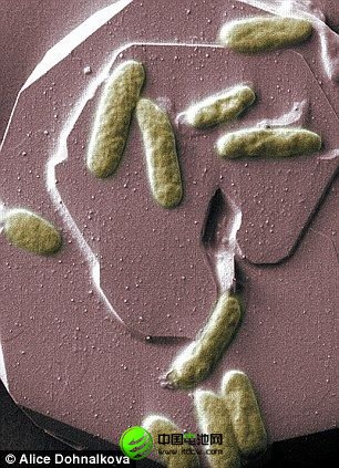 湯姆-克拉克博士正在東安格利亞大學(xué)進(jìn)行研究的希瓦氏菌