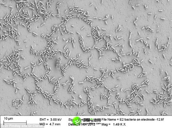 通過顯微鏡看到，海洋細(xì)菌希瓦氏菌的合成版本與碳電極發(fā)生互動