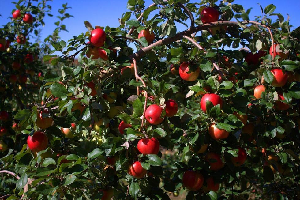 喬布斯鮮為人知的13個秘密:首份工作在蘋果園 喬布斯鮮為人知的13個秘密:首份工作在蘋果園