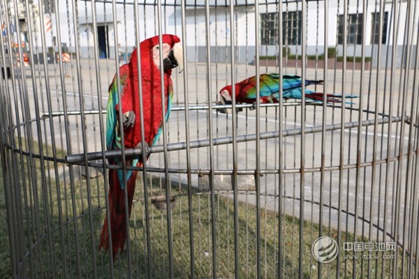 海德新能汽車廠區萌寵