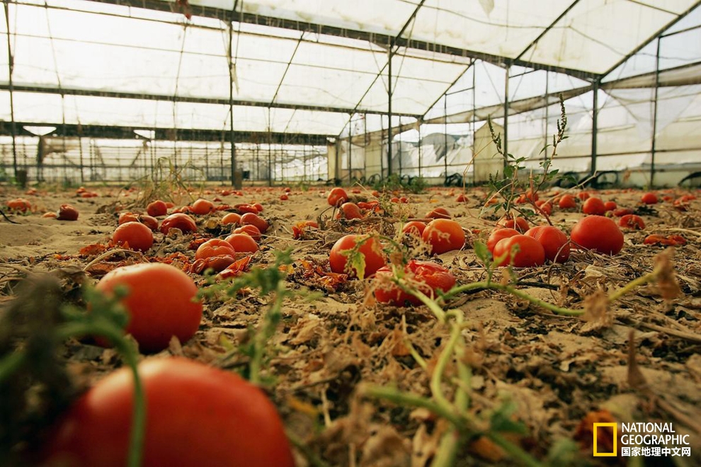 沒電了？讓番茄和土豆來上！