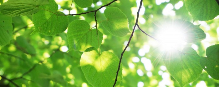 科學(xué)家團(tuán)隊新發(fā)現(xiàn)：葉脈結(jié)構(gòu)可以延長電池壽命