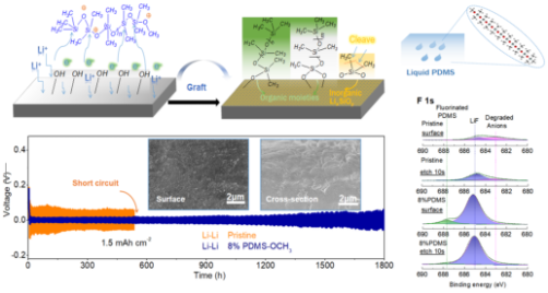 液態聚二甲基硅氧烷的界面原位催化嫁接以實現無枝晶的鋰電鍍和高可逆的鋰金屬電池